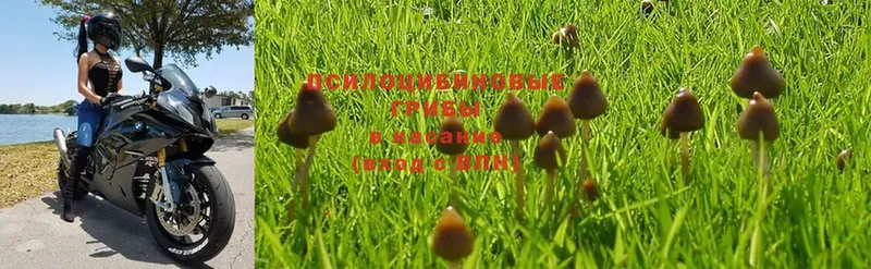 KRAKEN зеркало  Муром  Галлюциногенные грибы Psilocybe 